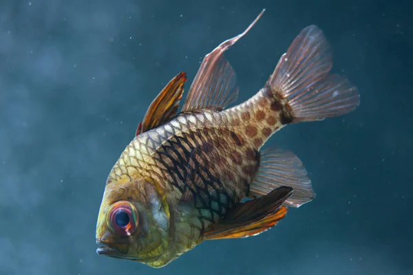 Πυτζάμα cardinalfish (Sphaeramia nematoptera) — Φωτογραφία Αρχείου