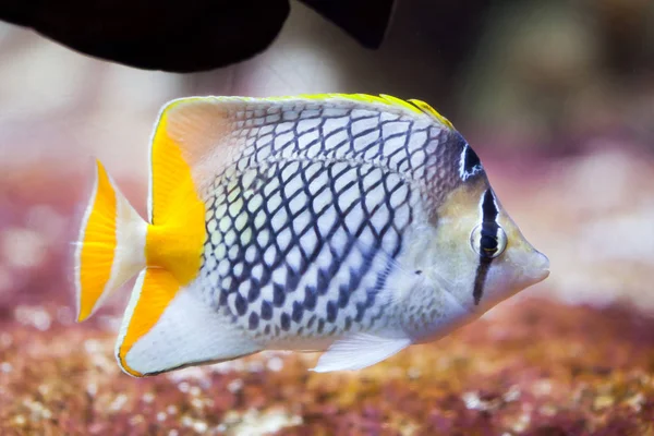 Pearlscale butterflyfish (Chaetodon xanthurus) — Stock Photo, Image