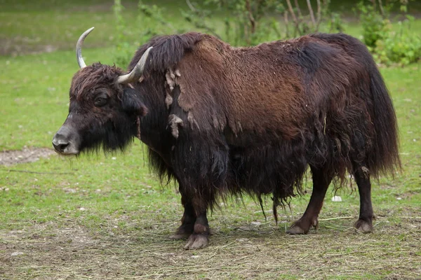 Domestic yak (Bos grunniens). — Stock Photo, Image