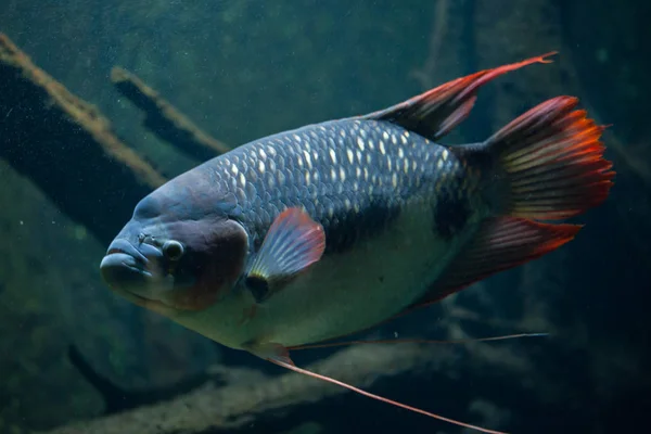 Giant gourami (Osphronemus goramy). — Stock Photo, Image