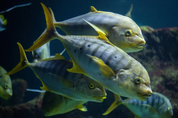 De oro trevally (Gnathanodon speciosus ) —  Fotos de Stock