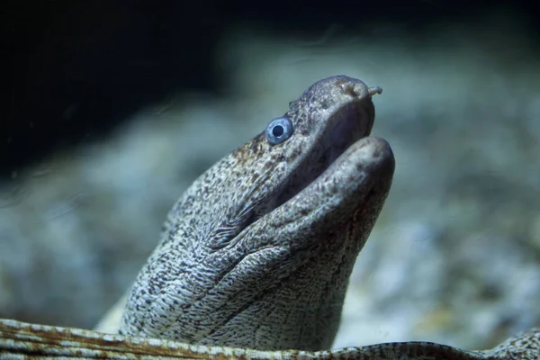 Akdeniz moray (Muraena Helena)
