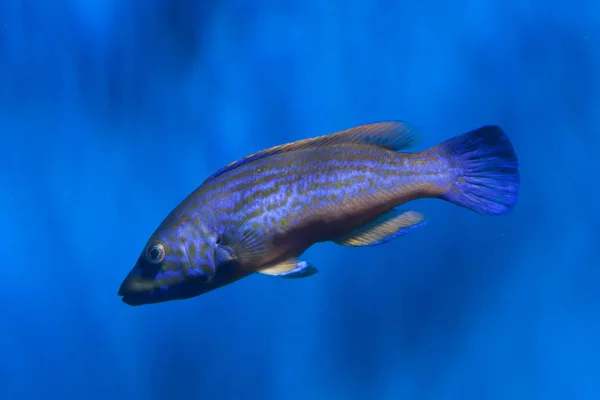 Lippfisch (labrus mixtus)). — Stockfoto