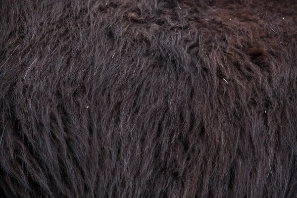 Llama (Lama glama). Textura de pele — Fotografia de Stock
