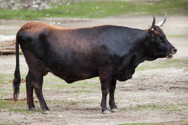 Heck runderen (Bos primigenius taurus) — Stockfoto