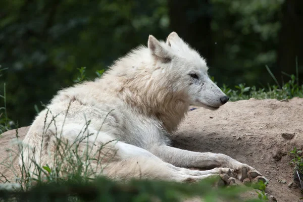 Loup arctique (Canis lupus arctos) ) — Photo