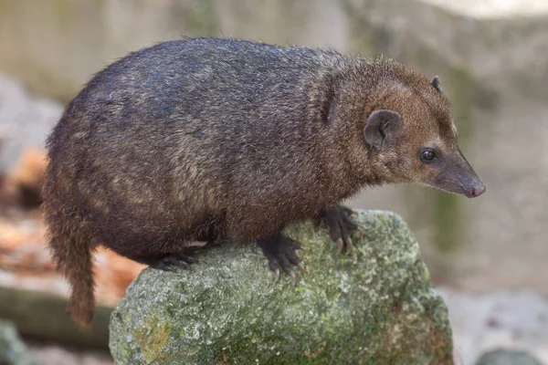 Gewöhnlicher Kusimanse (Crossarchus obscurus)) — Stockfoto