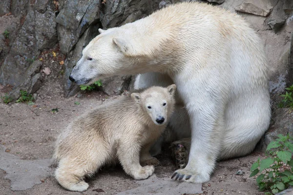 Белый медведь (ursus maritimus). — стоковое фото