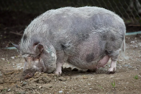 Pot-bellied pig (Sus scrofa domesticus) ). — стоковое фото