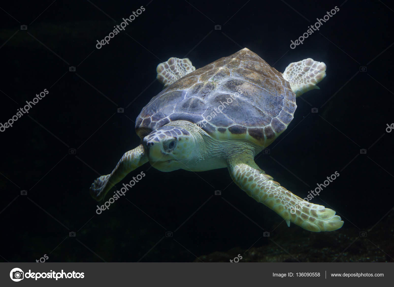 Loggerhead sea turtle Stock Photo by ©wrangel 136090558