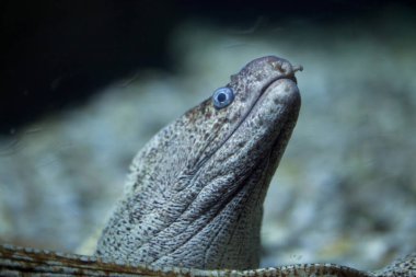 vahşi Akdeniz moray