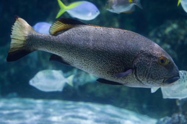 Kahverengi tatlı balık