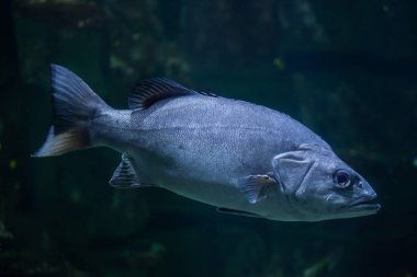 Atlantik wreckfish su altında
