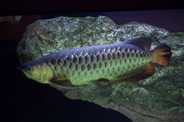 Asya arowana balığı