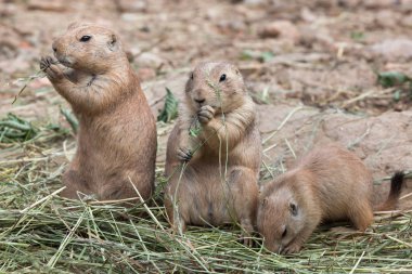 Black tailed prairie dogs clipart