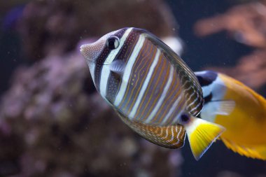 sailfin tang balık