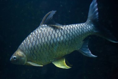 Java barb balık