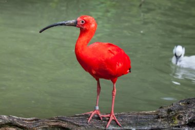 Scarlet ibis bird clipart