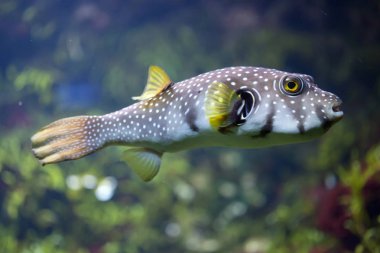 White spotted puffer clipart