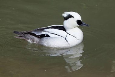 Smew yabani kuş