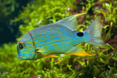 Sailfin balığı balık