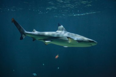 Blacktip Resif Köpekbalığı