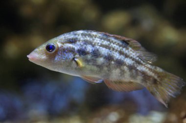 Corkwing wrasse balık
