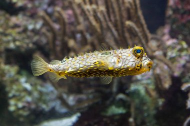 güzel çizgili burrfish