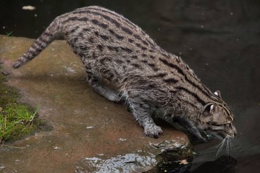 wild Fishing cat clipart