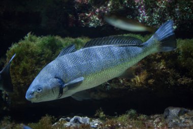 Shi davul, sakallı umbrine