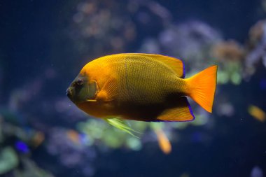 Sarı Clarion angelfish