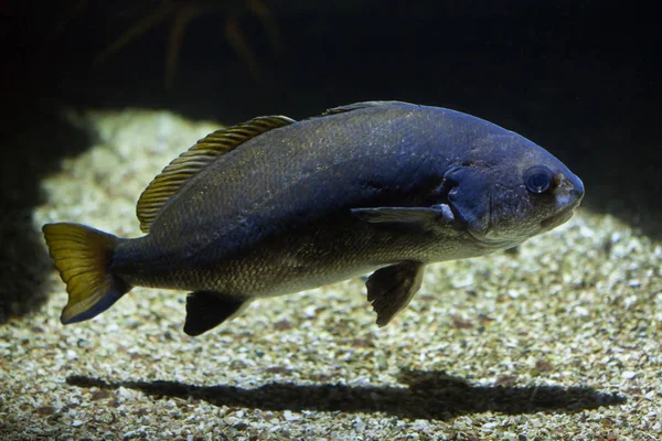 Magere of Atlantische shadefish — Stockfoto