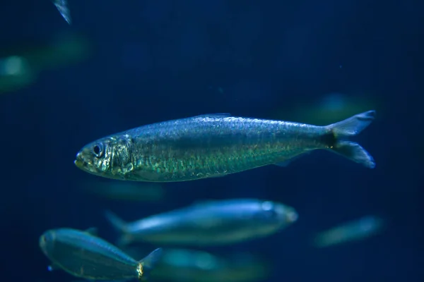 Peixe-pilchard europeu — Fotografia de Stock