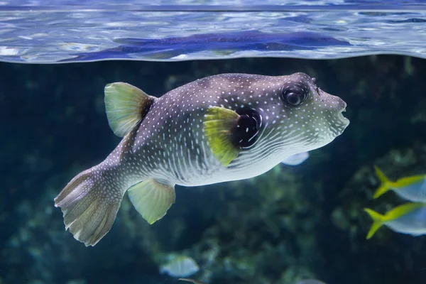 Puffer maculato bianco — Foto Stock