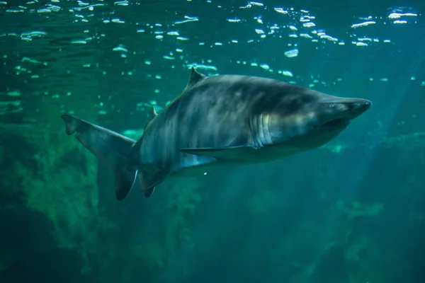 Tiburón tigre de arena — Foto de Stock