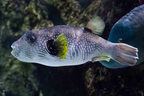 Λευκά στίγματα puffer — Φωτογραφία Αρχείου