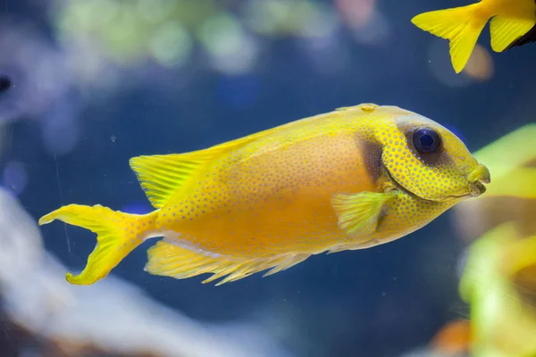 Blue spotted spinefoot — Stock Photo, Image