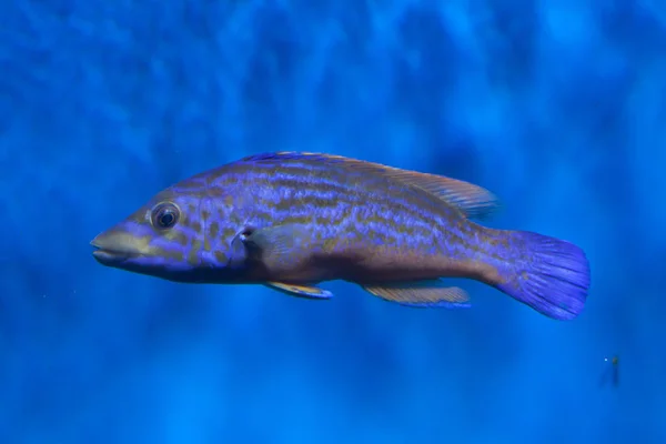 Губань-зозуля риби — стокове фото