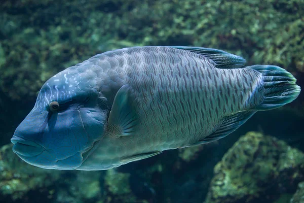 Humphead wrasse balık