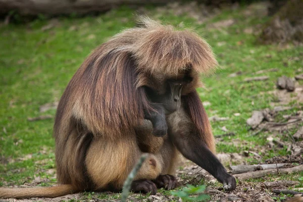 Gelada selvagem babuíno — Fotografia de Stock