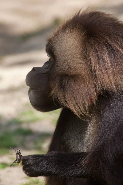 Gelada selvagem babuíno — Fotografia de Stock