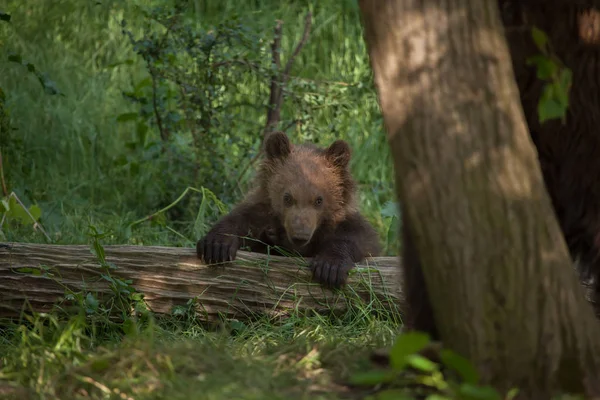 Urso castanho de Kamchatka — Fotografia de Stock