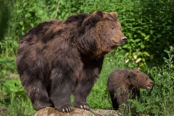 Камчатские бурые медведи — стоковое фото