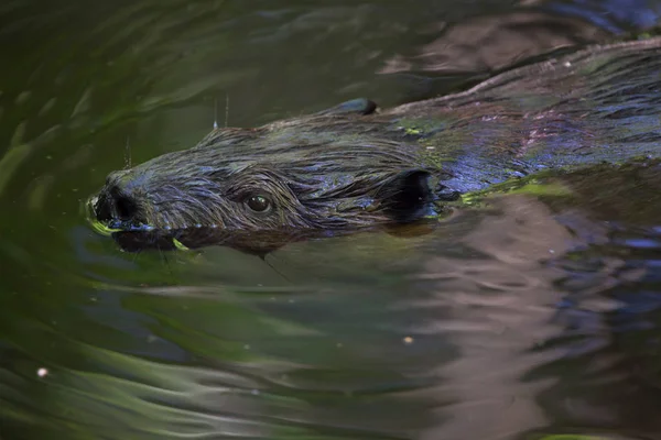 Castoro nordamericano — Foto Stock