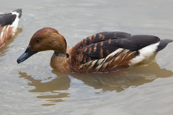 Pato silbante cumplidor — Foto de Stock