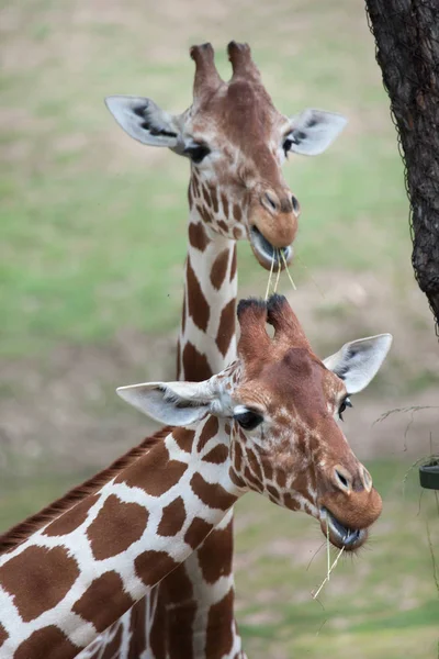 Дикі Кордофане жирафи — стокове фото