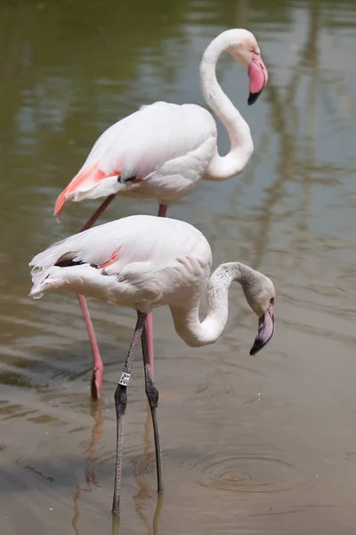 Aves da espécie flamingos — Fotografia de Stock
