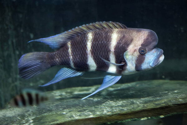 Frontosa or humphead cichlid