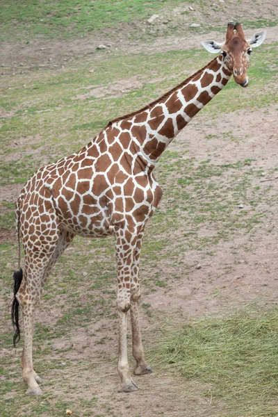 Wild Kordofan giraffe — Stockfoto