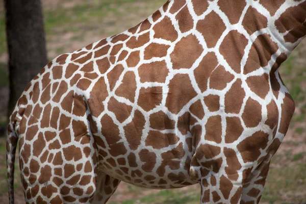 Giraffa selvatica Kordofan — Foto Stock
